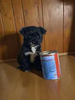 Sapphire, a female Pomapoo and Poodle - Toy  for sale in Phillipsburg, NJ – 4 of 4