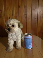 Teddy, a male Pomapoo and Poodle - Toy  for sale in Phillipsburg, NJ – 1 of 4