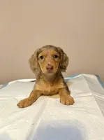Slinky, a male Miniature Dachshund for sale in Phillipsburg, NJ – 2 of 5