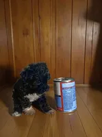 Teacup, a male Pomapoo and Poodle - Toy  for sale in Phillipsburg, NJ – 3 of 6