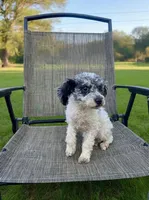 Bear, a male Poodle - Toy  for sale in Phillipsburg, NJ – 4 of 4