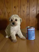 Teddy, a male Pomapoo and Poodle - Toy  for sale in Phillipsburg, NJ – 4 of 4