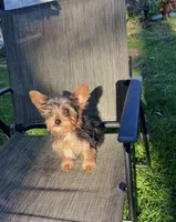 Peanut , a male Yorkshire Terrier for sale in Phillipsburg, NJ – 3 of 3
