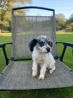 Bear, a male Poodle - Toy  for sale in Phillipsburg, NJ – 2 of 4