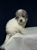 Teacup, a male Shihpoo and Poodle - Toy  for sale in Phillipsburg, NJ – Photo 3 of 3