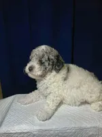 Teacup, a male Shihpoo and Poodle - Toy  for sale in Phillipsburg, NJ – Photo 2 of 3