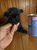 Tiny , a male Pomapoo and Poodle - Toy  for sale in Phillipsburg, NJ – 4 of 4