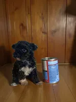 Teacup, a male Pomapoo and Poodle - Toy  for sale in Phillipsburg, NJ – 5 of 6