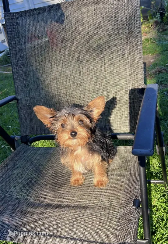 Peanut  – Yorkshire Terrier puppy for sale in Phillipsburg, NJ