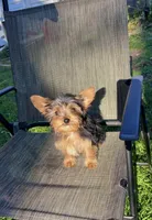 Peanut , a male Yorkshire Terrier for sale in Phillipsburg, NJ – 1 of 3