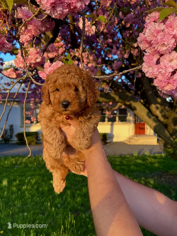 Nugget – Poodle - Toy  puppy for sale in Phillipsburg, NJ