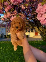 Nugget, a male Poodle - Toy  for sale in Phillipsburg, NJ – 1 of 2