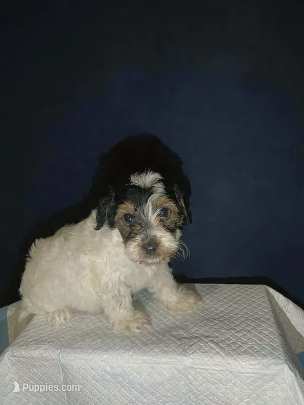 Sweetheart  – Shihpoo, Poodle - Toy  puppy for sale in Phillipsburg, NJ