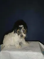 Sweetheart , a male Shihpoo and Poodle - Toy  for sale in Phillipsburg, NJ – Photo 1 of 2