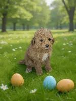 Sweetheart , a female Poodle - Toy  for sale in Phillipsburg, NJ – Photo 2 of 2