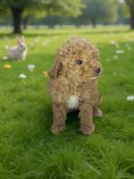 Sweetheart , a female Poodle - Toy  for sale in Phillipsburg, NJ – Photo 1 of 2