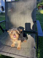 Peanut , a male Yorkshire Terrier for sale in Phillipsburg, NJ – 2 of 3