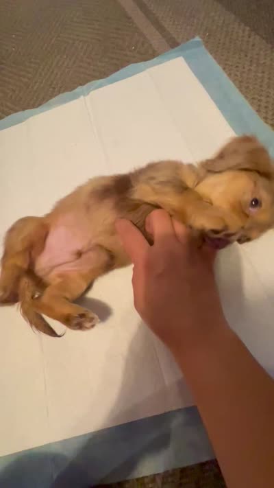 Slinky, a male Miniature Dachshund for sale in Phillipsburg, NJ – 5 of 5
