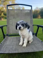 Bear, a male Poodle - Toy  for sale in Phillipsburg, NJ – 3 of 4