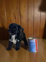 Sapphire, a female Pomapoo and Poodle - Toy  for sale in Phillipsburg, NJ – 2 of 4