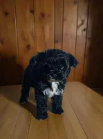Sapphire, a female Pomapoo and Poodle - Toy  for sale in Phillipsburg, NJ – 3 of 4