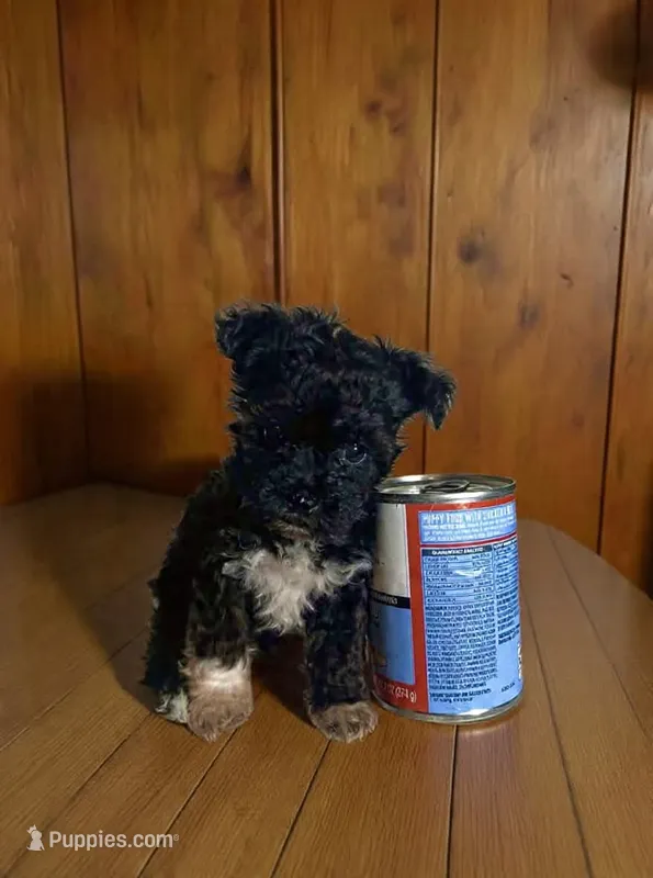 Teacup – Pomapoo, Poodle - Toy  puppy for sale in Phillipsburg, NJ
