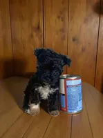 Teacup, a male Pomapoo and Poodle - Toy  for sale in Phillipsburg, NJ – 1 of 6