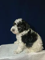 Oreo, a male Shihpoo and Poodle - Toy  for sale in Phillipsburg, NJ – Photo 1 of 2