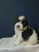 Oreo, a male Shihpoo and Poodle - Toy  for sale in Phillipsburg, NJ – Photo 2 of 2
