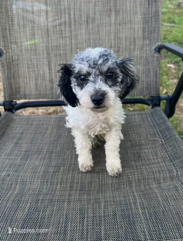 Bear – Poodle - Toy  puppy for sale in Phillipsburg, NJ