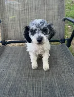 Bear, a male Poodle - Toy  for sale in Phillipsburg, NJ – 1 of 4