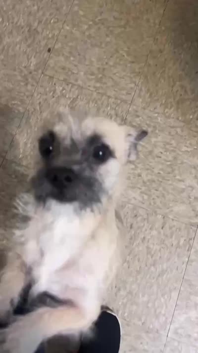 Tobey McGuire , a male Chihuahua and Yorkshire Terrier for sale in Phillipsburg, NJ – 2 of 2