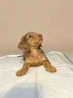 Slinky, a male Miniature Dachshund for sale in Phillipsburg, NJ – 4 of 5