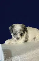 Teddy, a male Shihpoo and Poodle - Toy  for sale in Phillipsburg, NJ – Photo 2 of 2