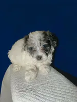 Teddy, a male Shihpoo and Poodle - Toy  for sale in Phillipsburg, NJ – Photo 1 of 2