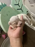 Snowflake (teacup), a female Pomapoo and Poodle - Toy  for sale in Phillipsburg, NJ – Photo 1 of 2
