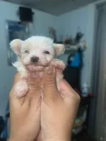 Snowflake (teacup), a female Pomapoo and Poodle - Toy  for sale in Phillipsburg, NJ – Photo 2 of 2