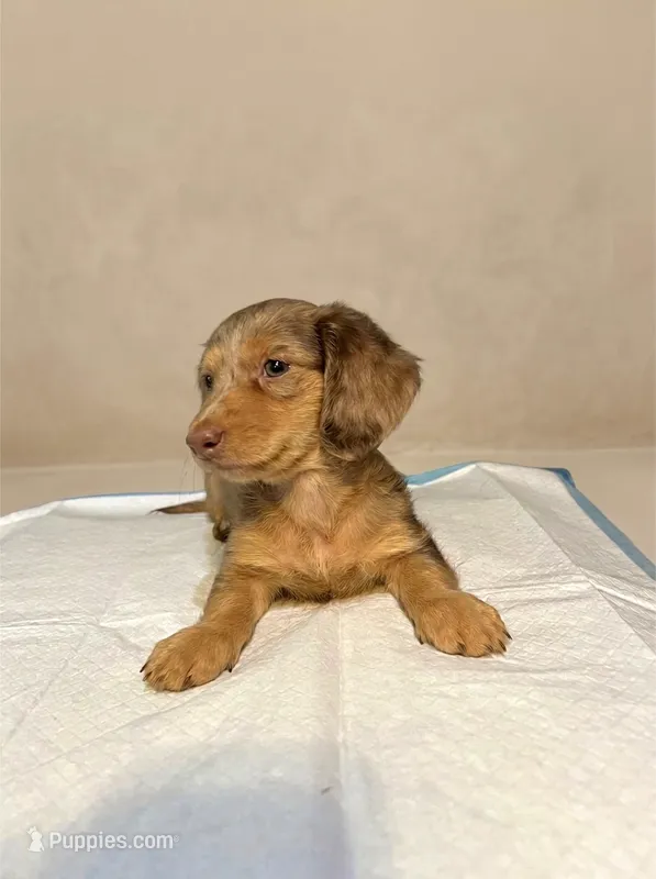 Slinky – Miniature Dachshund puppy for sale in Phillipsburg, NJ