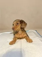 Slinky, a male Miniature Dachshund for sale in Phillipsburg, NJ – 1 of 5