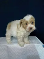 Biscuit , a male Shihpoo and Poodle - Toy  for sale in Phillipsburg, NJ – Photo 3 of 3