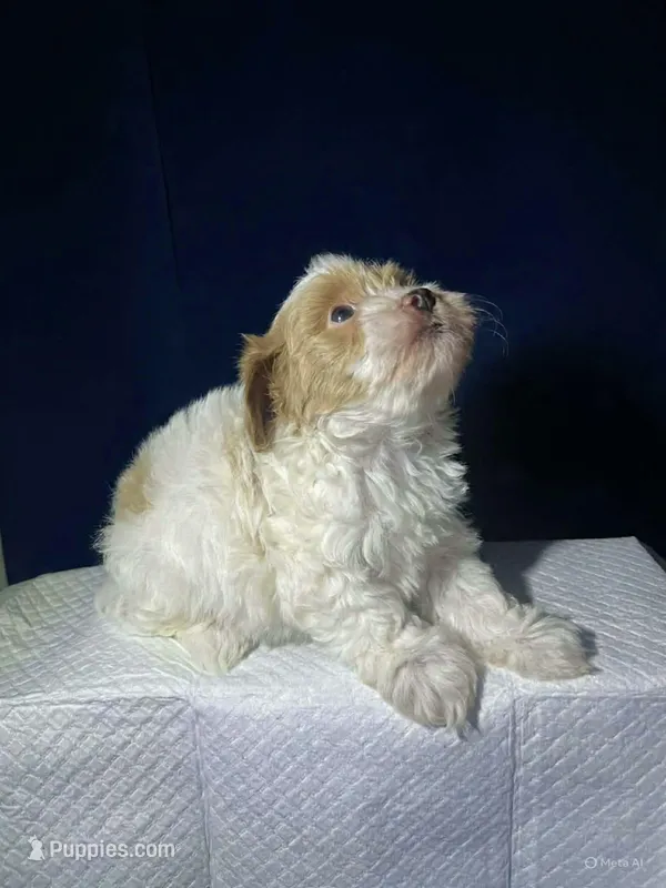 Biscuit  – Shihpoo, Poodle - Toy  puppy for sale in Phillipsburg, NJ