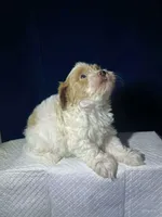 Biscuit , a male Shihpoo and Poodle - Toy  for sale in Phillipsburg, NJ – Photo 1 of 3