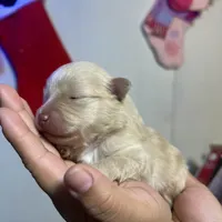 Bear, a male Pomeranian for sale in Phillipsburg, NJ – Photo 4 of 5