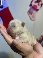 processed/7dfd4f44-f748-4ca1-aa9b-d76b209597d6/listing/968193bf-5537-4430-aed3-082e3e53022c/2fef3494-e3c3-4a91-ae08-420399e2358d