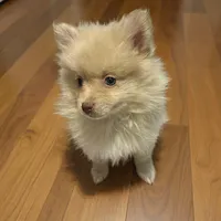 Bear, a male Pomeranian for sale in Phillipsburg, NJ – Photo 1 of 5