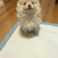 Bear, a male Pomeranian for sale in Phillipsburg, NJ – Photo 5 of 5