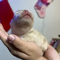 Bear, a male Pomeranian for sale in Phillipsburg, NJ – Photo 3 of 5