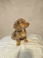 Slinky, a male Miniature Dachshund for sale in Phillipsburg, NJ – 3 of 5