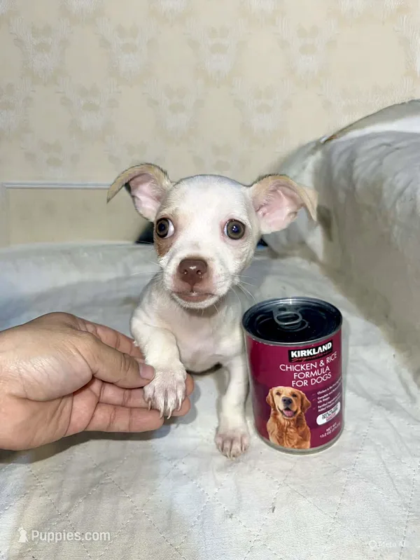 The Brain – Chihuahua puppy for sale in Phillipsburg, NJ
