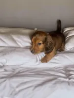 Slinky , a male Miniature Dachshund for sale in Phillipsburg, NJ – Photo 3 of 3